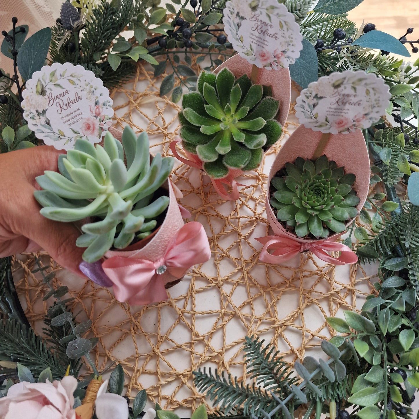 Vasinhos de suculentas flores da Bárbara