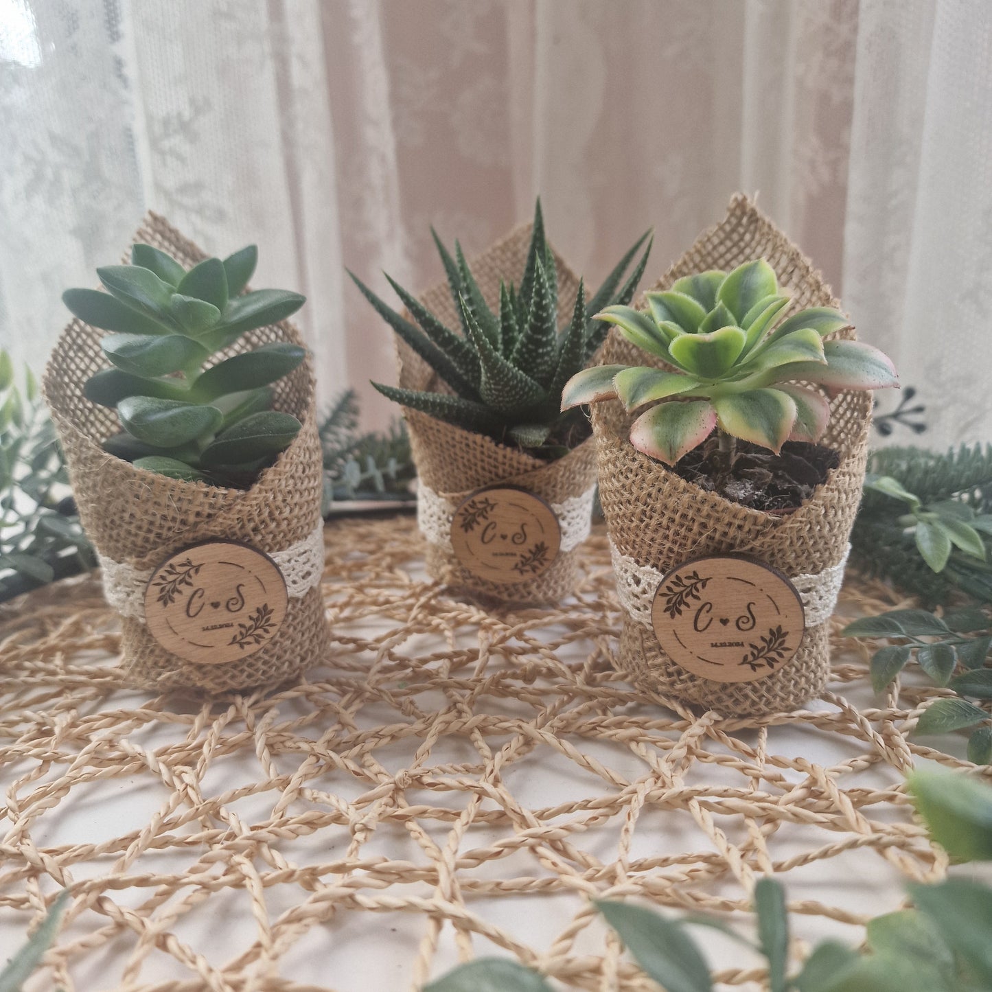 Succulent pot