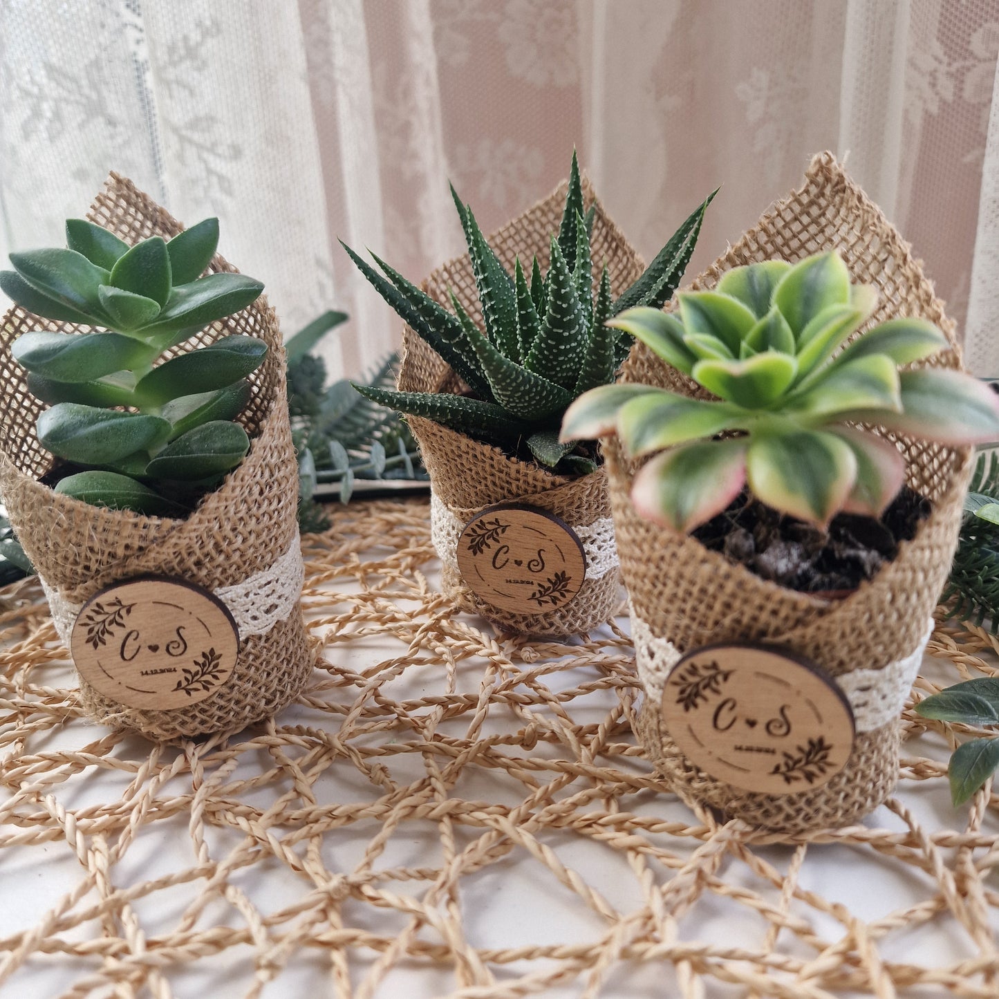 Succulent pot
