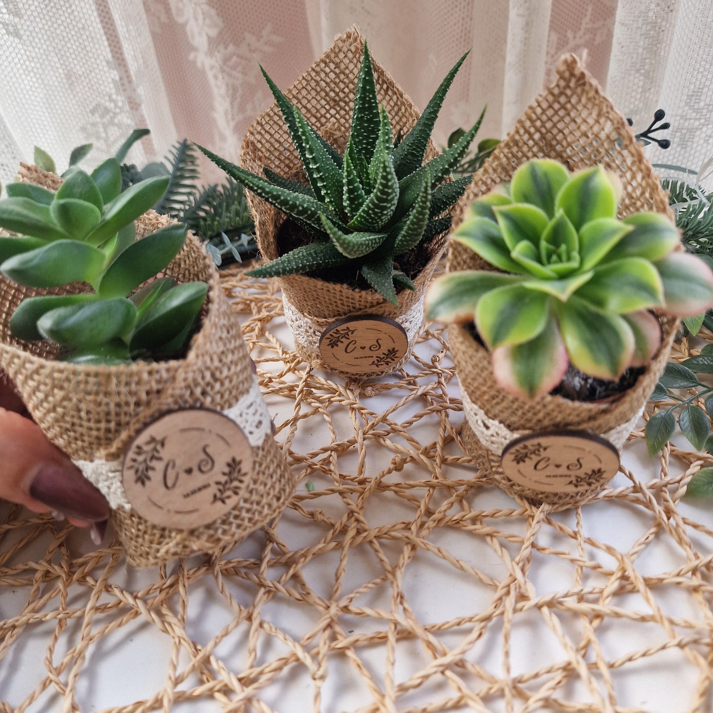 Succulent pot
