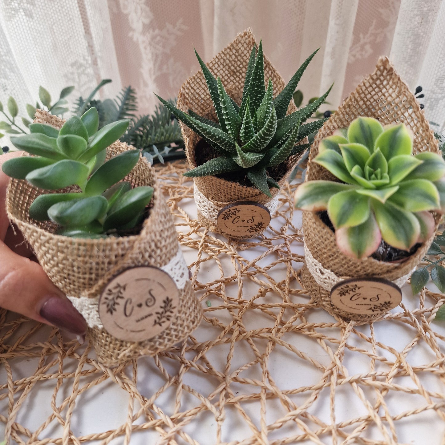 Succulent pot