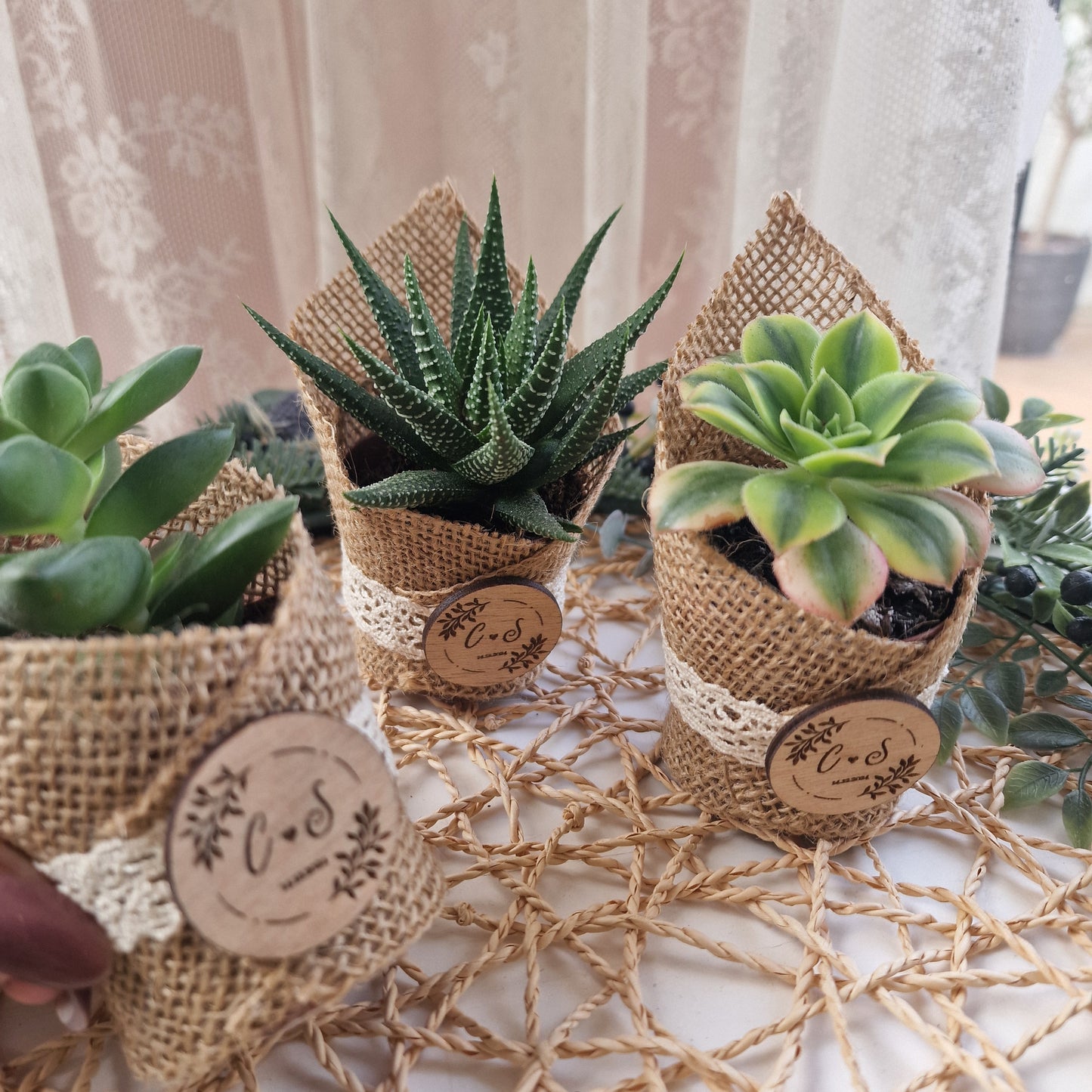 Succulent pot