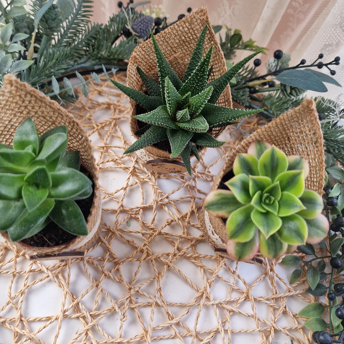 Succulent pot