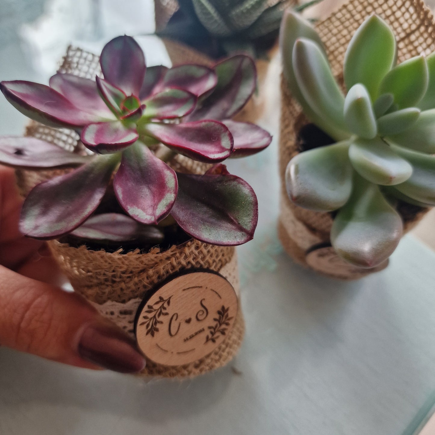 Succulent pot