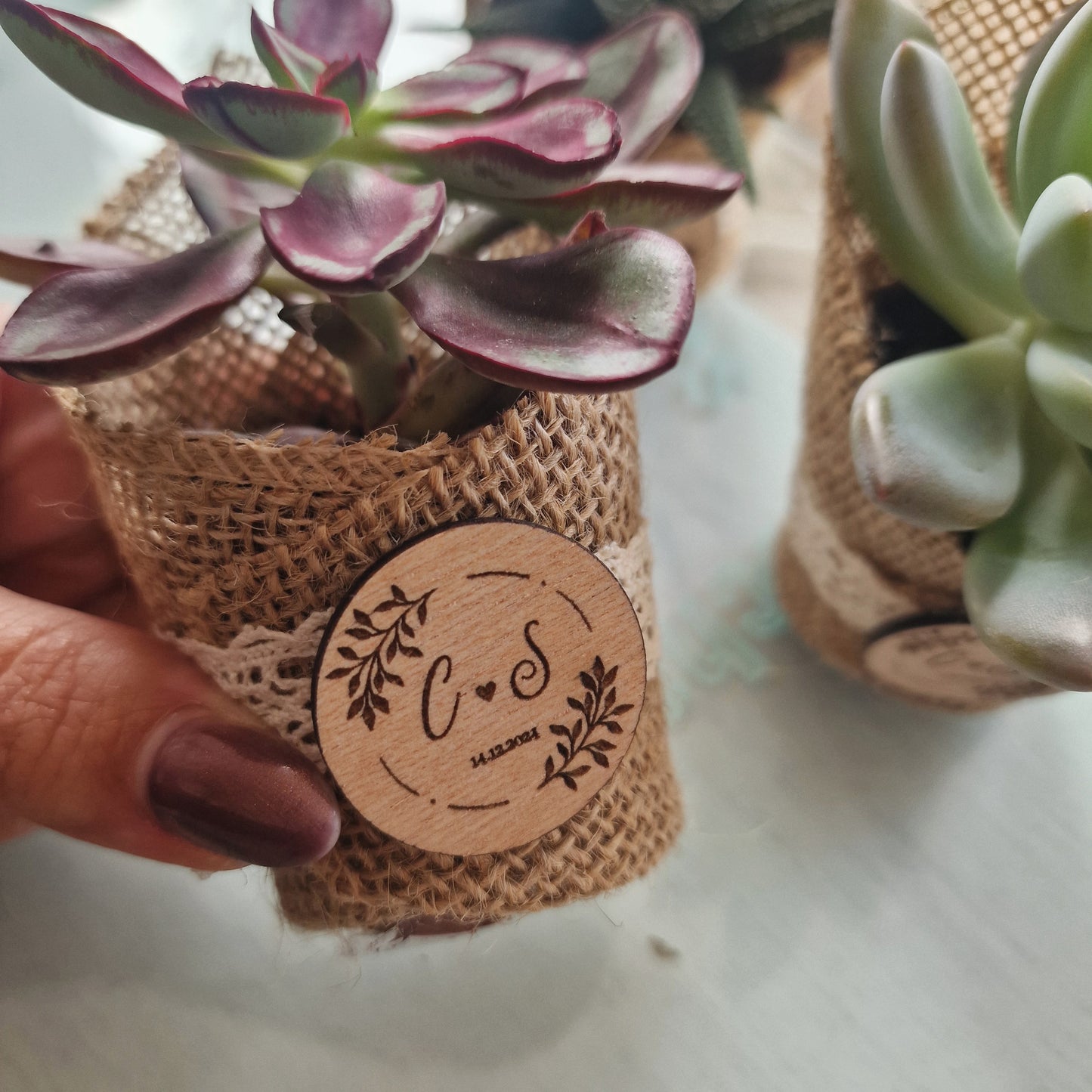 Succulent pot
