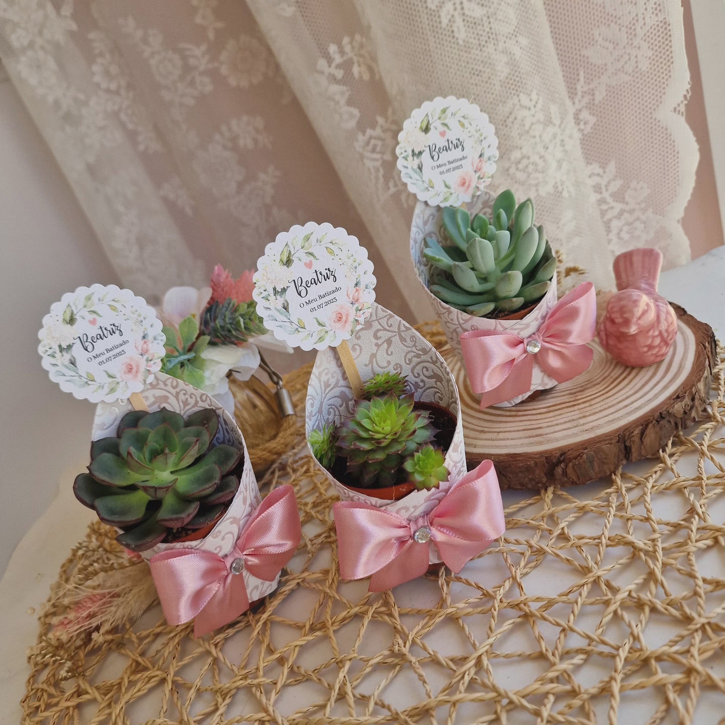 Vasinhos de suculentas flores da Bárbara