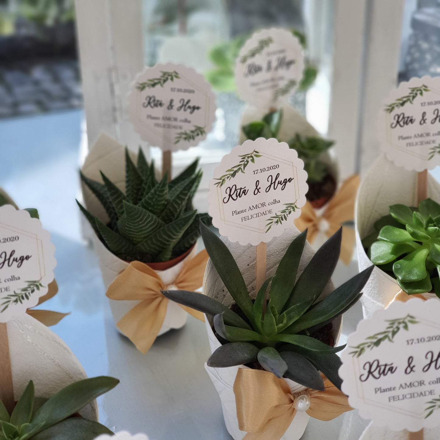Succulent pot